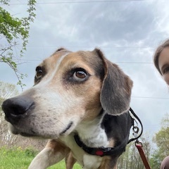 Team Page: Luke Dawgie-Dawg